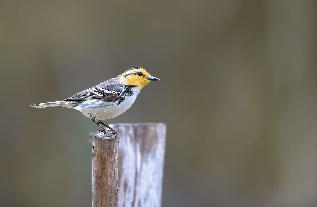 Creatures to Teach Your Kids About in Hill Country, Texas