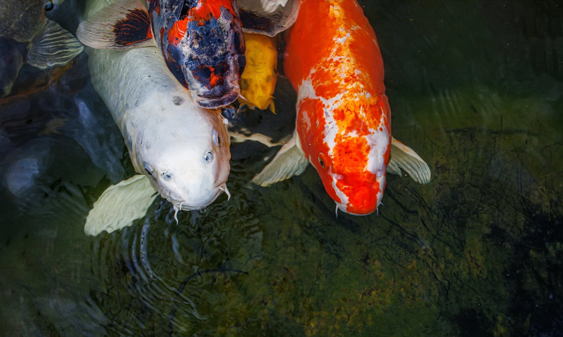 Koi Ponds in Texas Hill Country